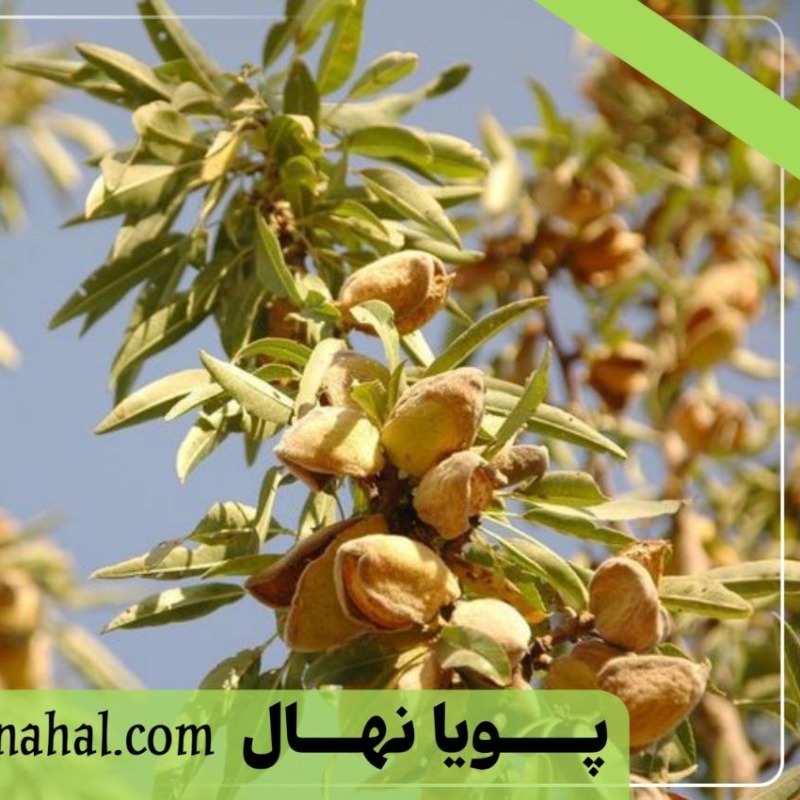 خرید نهال بادام تونو