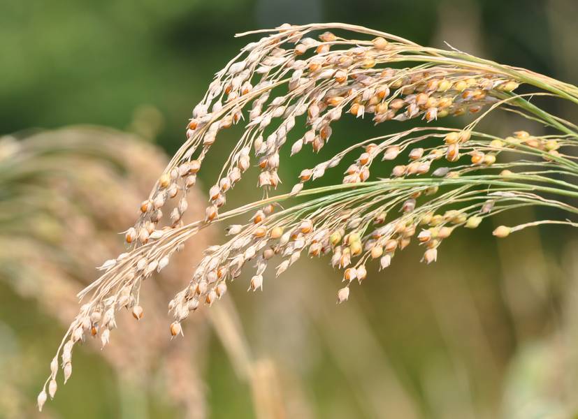 ارزن (Proso Millet)