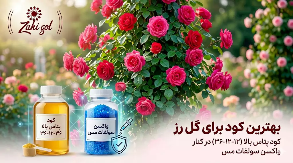 بهترین کود برای گل رز