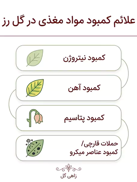 علائم کمبود مواد مغذی در گل رز