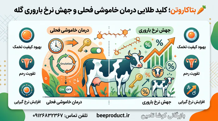 تفاله هویج دامی؛ معجزه بتاکاروتن در تقویت باروری، افزایش شیردهی و کاهش هزینه جیره